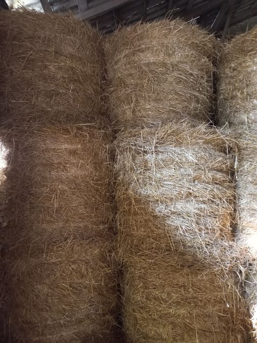 Sprzedam słomę zytnią ,siano