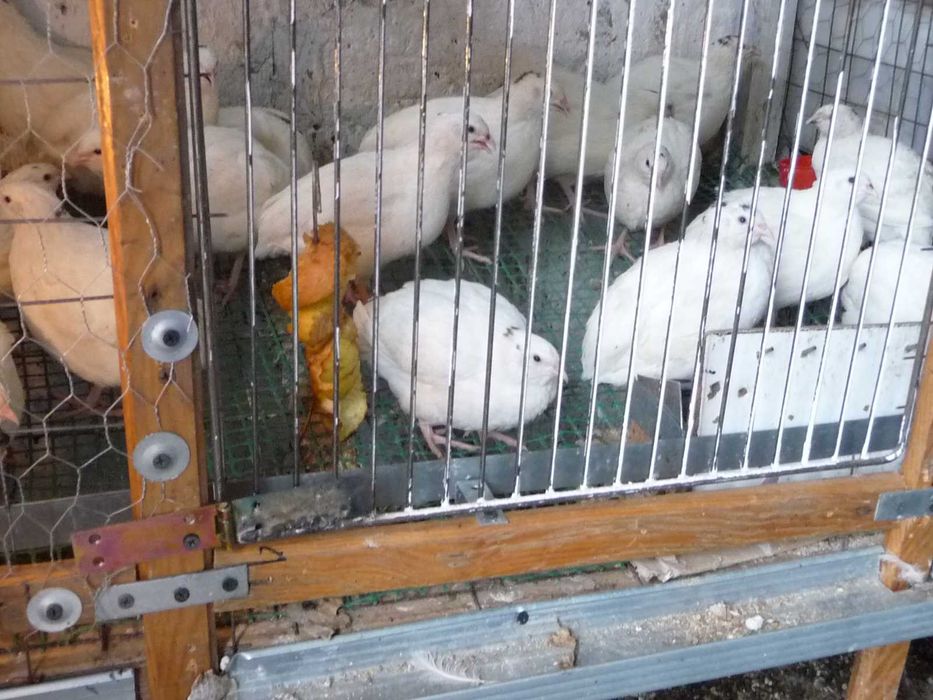 Przepiórki Teksas biały