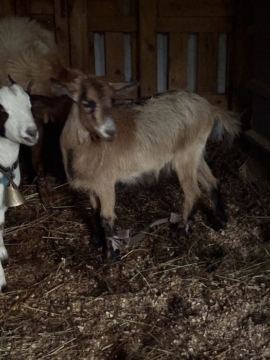 Vendo cabritas novas