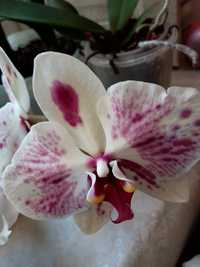 Подросток орхидеи