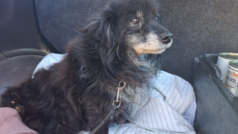 Misio.     6kilo pieska szuka domku