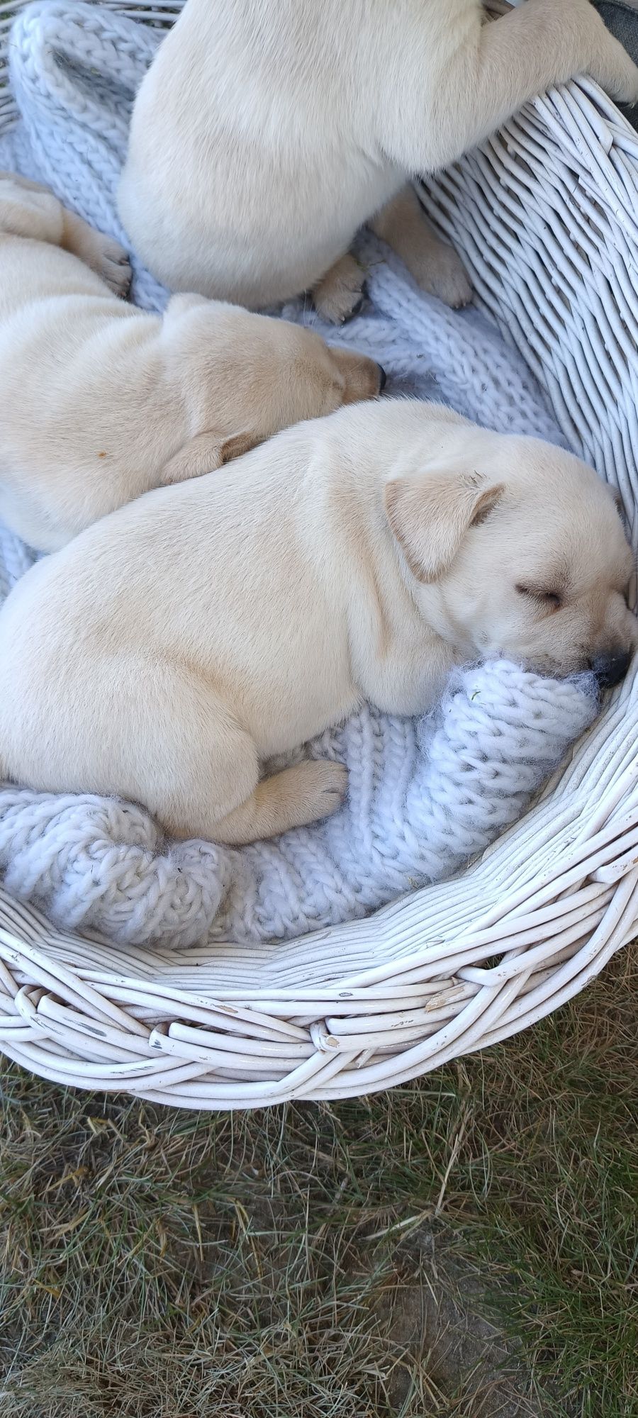 Szczeniaki Labrador Retriever