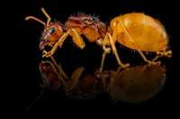 Mrówki - Kolonie Camponotus fedtschenkoi