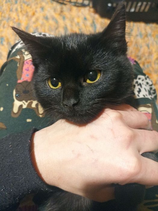 Котенок в поисках семьи. Черные котята ищут дом