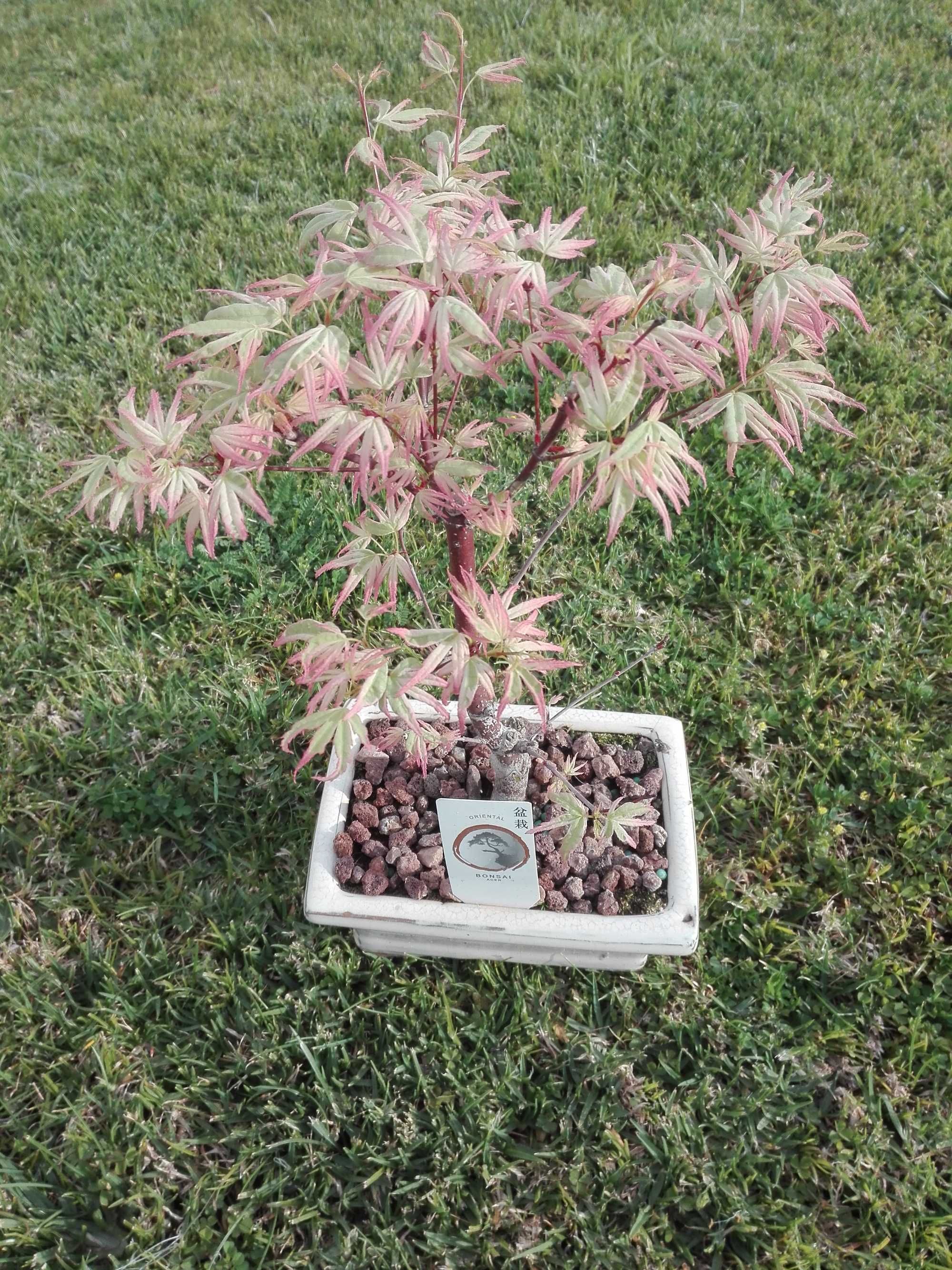 Bonsai ACER Exclente Estado