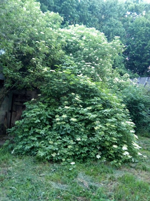 Sprzedam siedlisko
