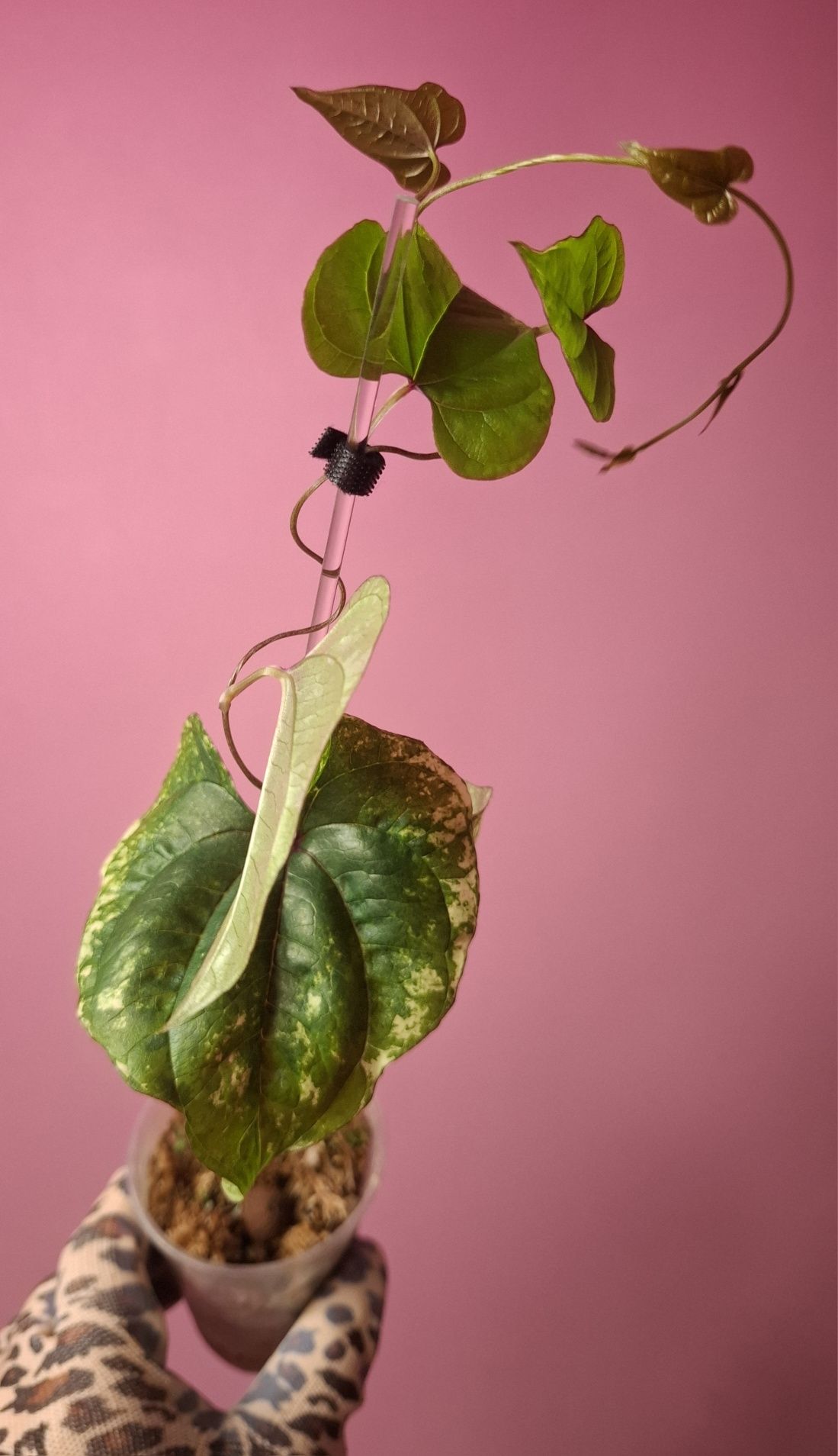 Dioscorea batatus Variegata