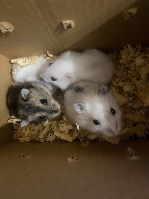 Отдаю хомячков в хорошие руки