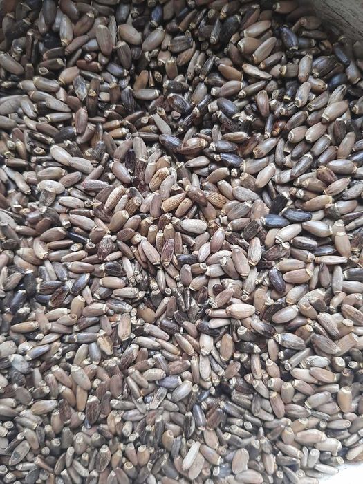 Продам семена расторопши