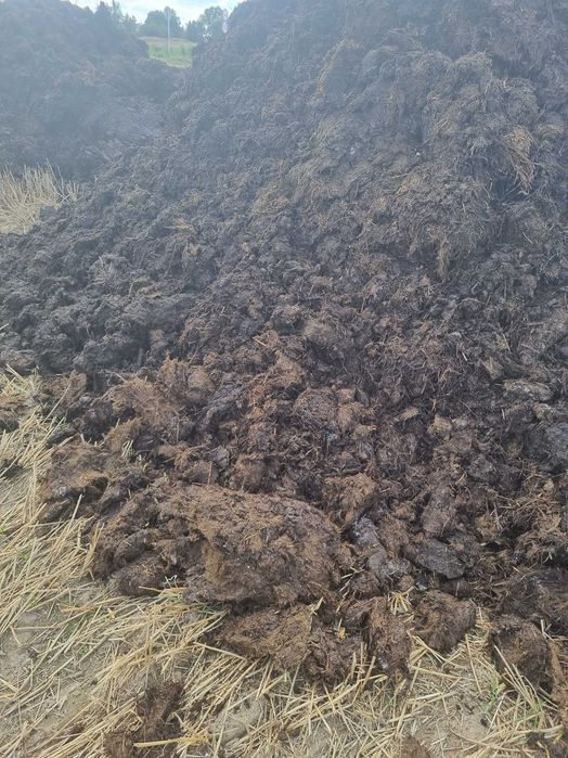 obornik bydlęcy dowóz 500t