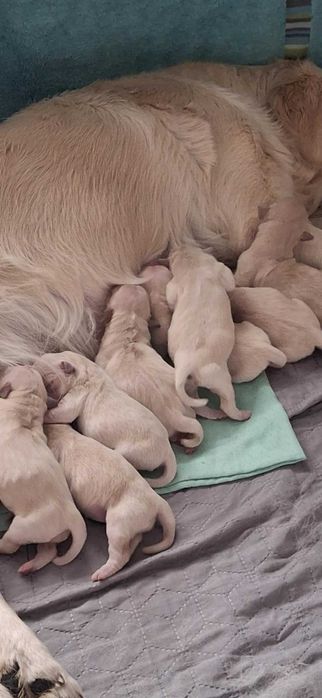 Golden Retriever cudowny piesek po championie.