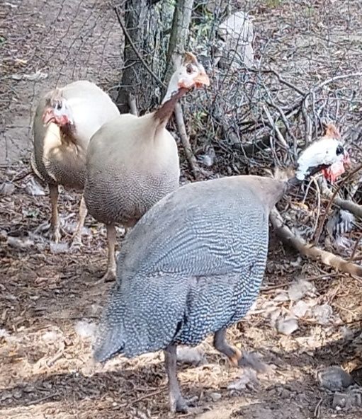 Perliczki brojlerowe i półbrojlerowe młode i dorosłe.