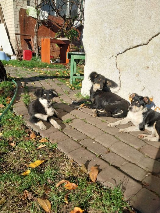 Собачки в добрі руки