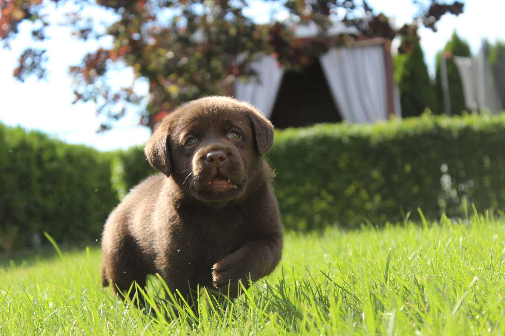 Piękny piesek- Labrador Retriever