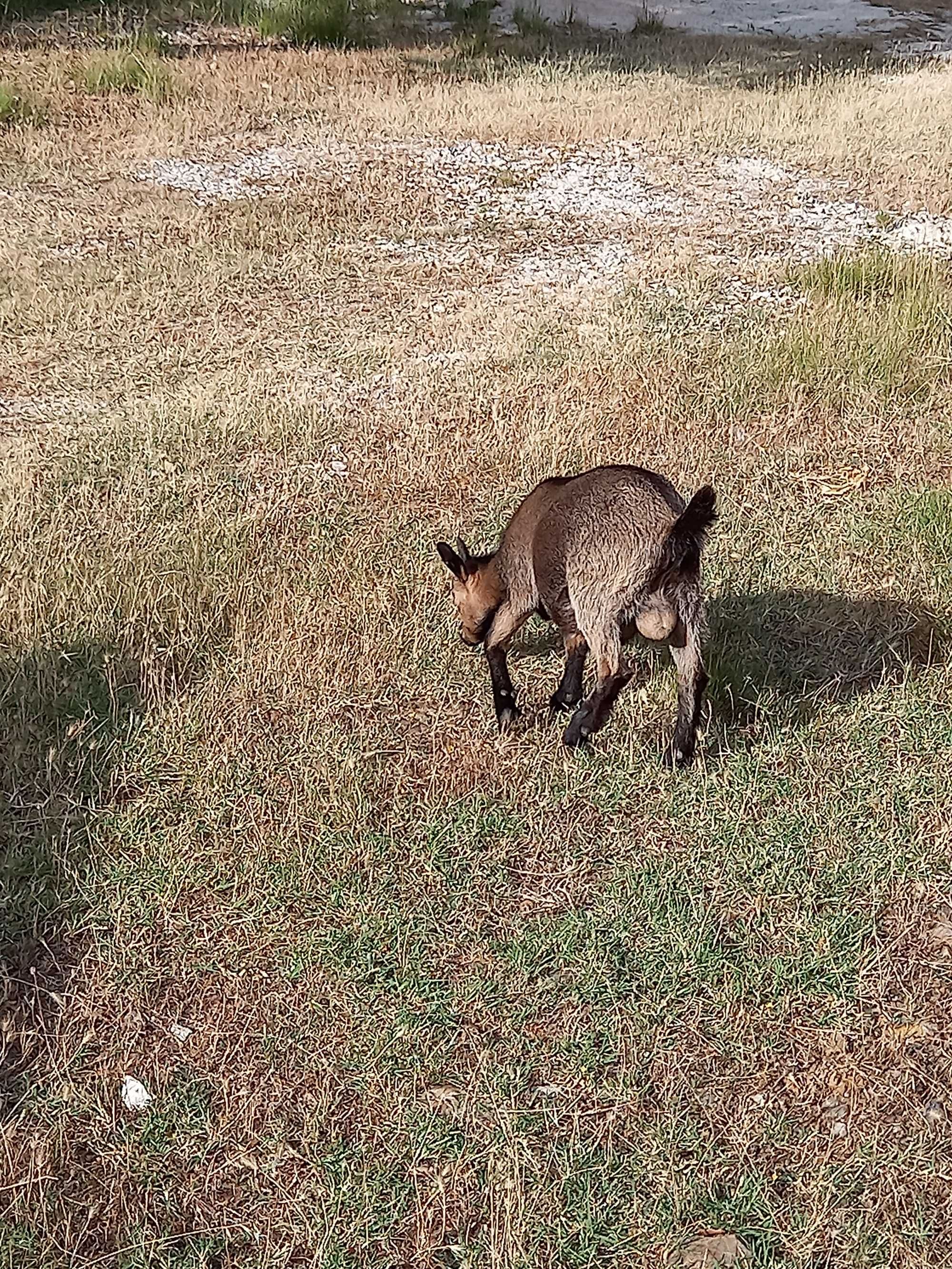 Cabras anãs, 3 machos