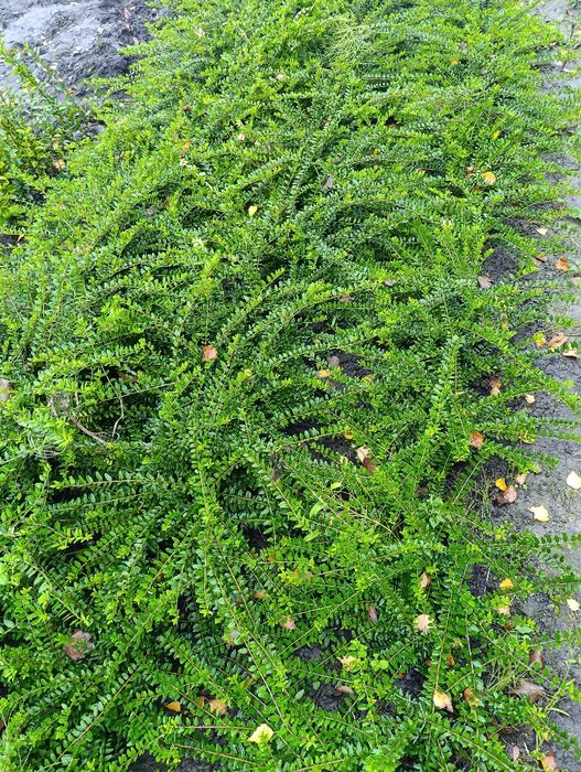 Suchodrzew chiński mirtolistny