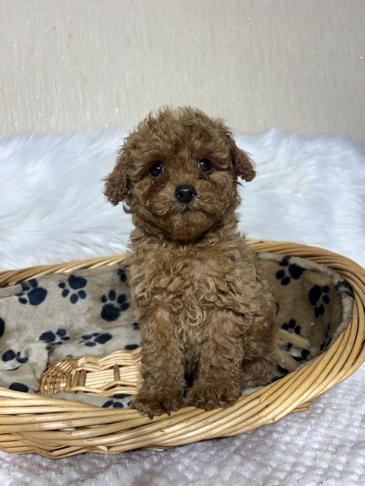 Той пудель Тікап . Дівчинка в Києві