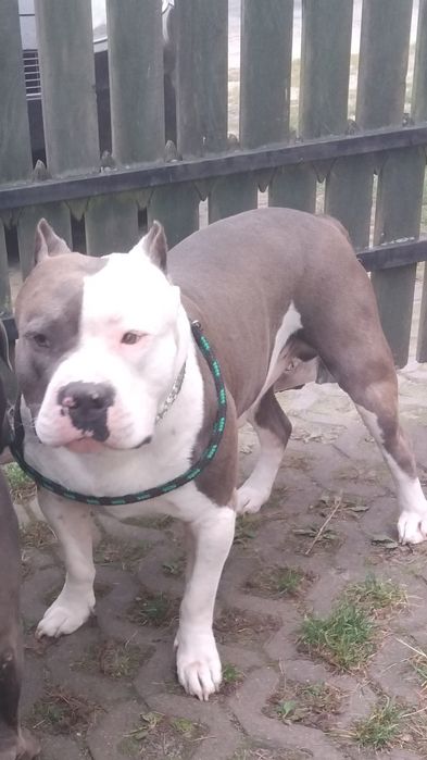 American staffordshire