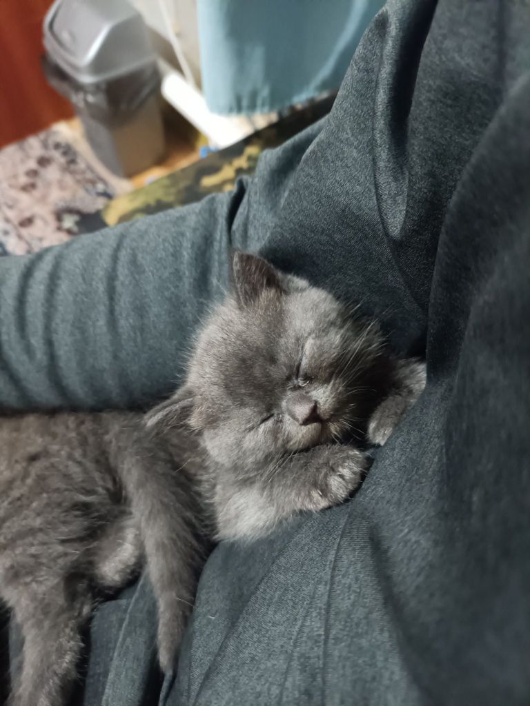 Кошенята Британці