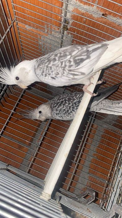 Vendo casal de caturras