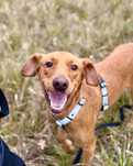 Roki - cudowny, niezwykle przyjacielski pies do adopcji!