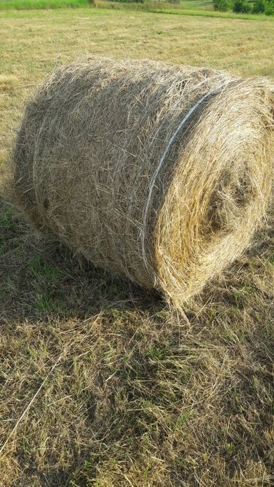 Siano w belach ,bele siana suche 2025