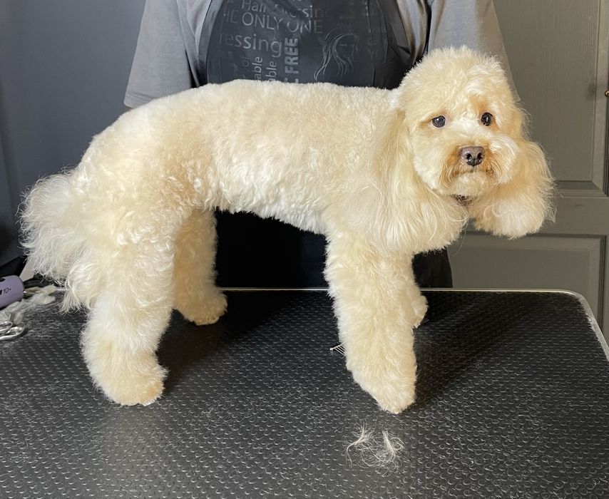 Грумінг мальтіпу