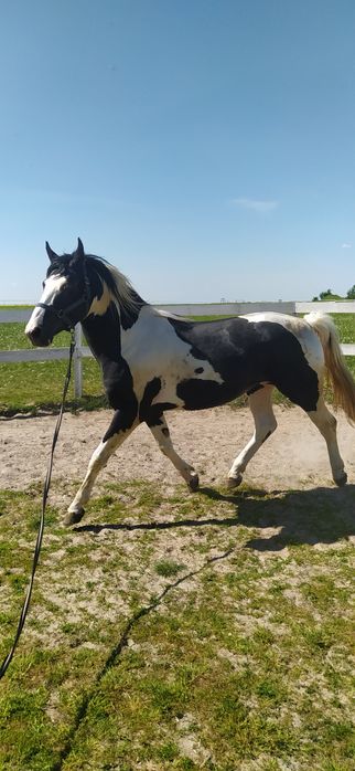 Walach 6 lat malopolski