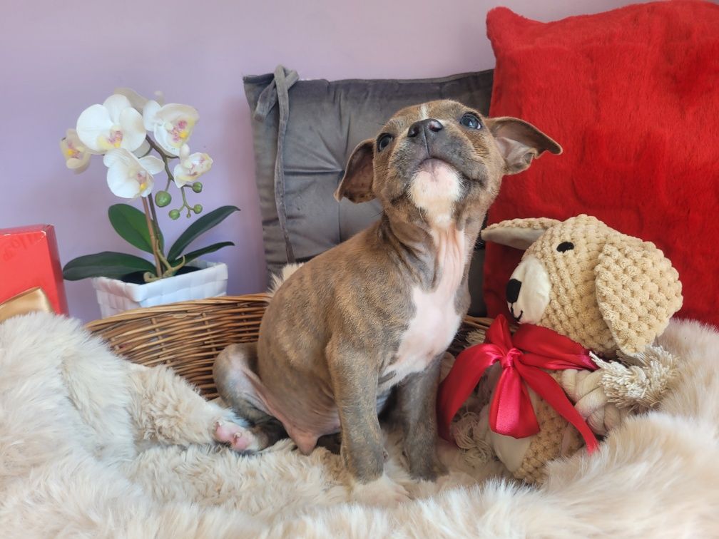 Kochany piesek Amstaff!