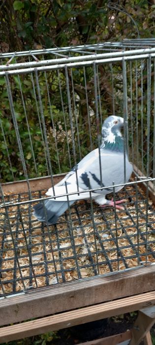 Gołębie staropolskie