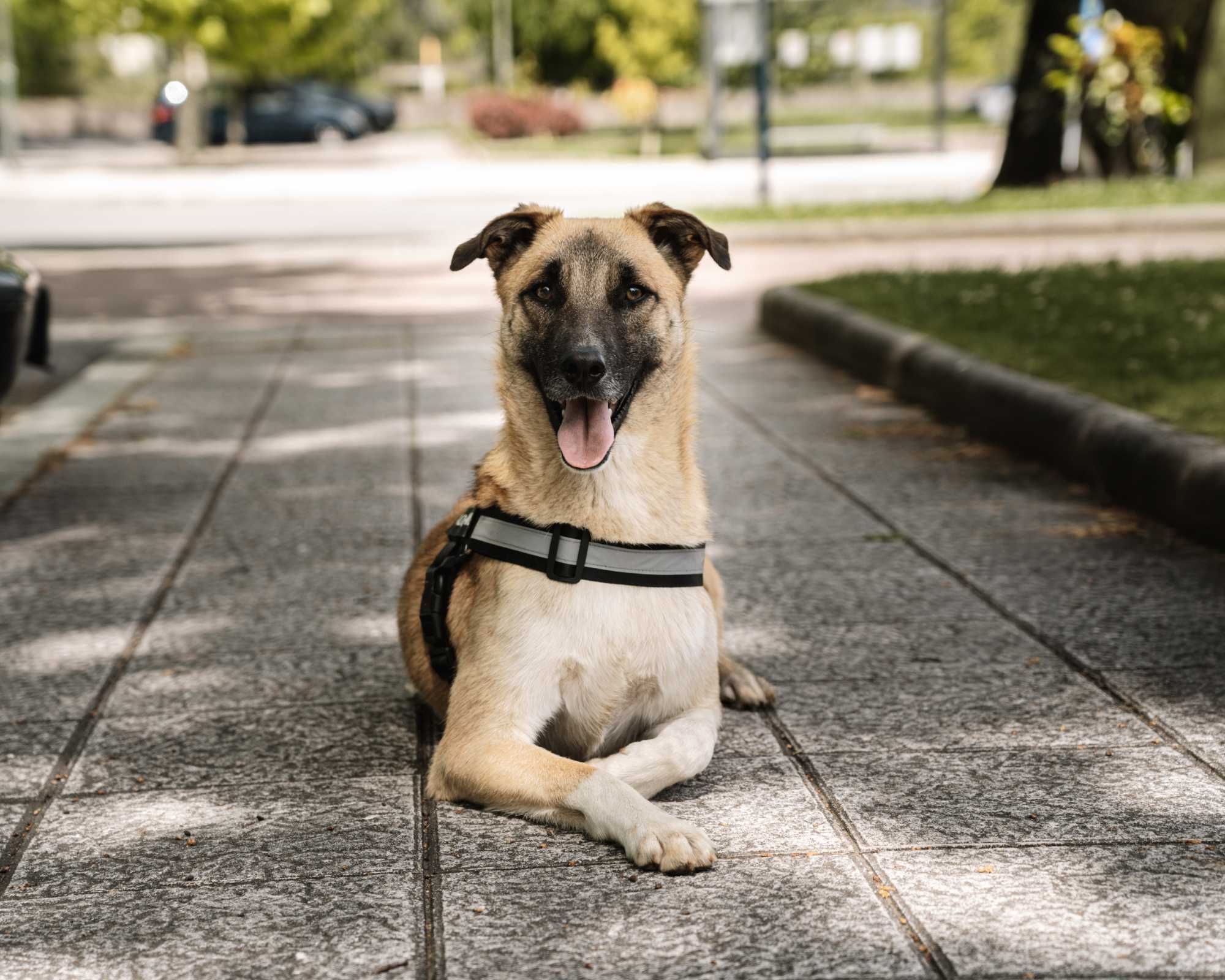 GONÇALO - Cãozinho jovem para Adoção!