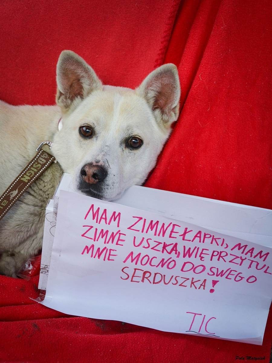 Piękny Tic poleca się do adopcji!