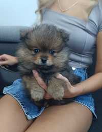 Szpic miniaturowy pomeranian ZKwP FCI