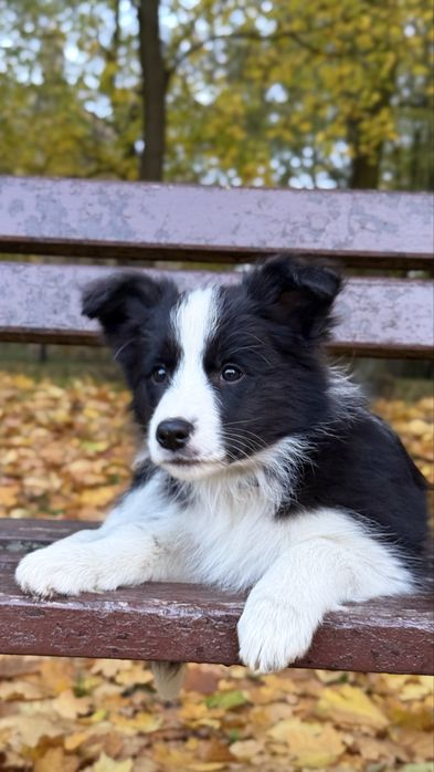 Suczka szczeniak Owczarek Border Collie rasowa