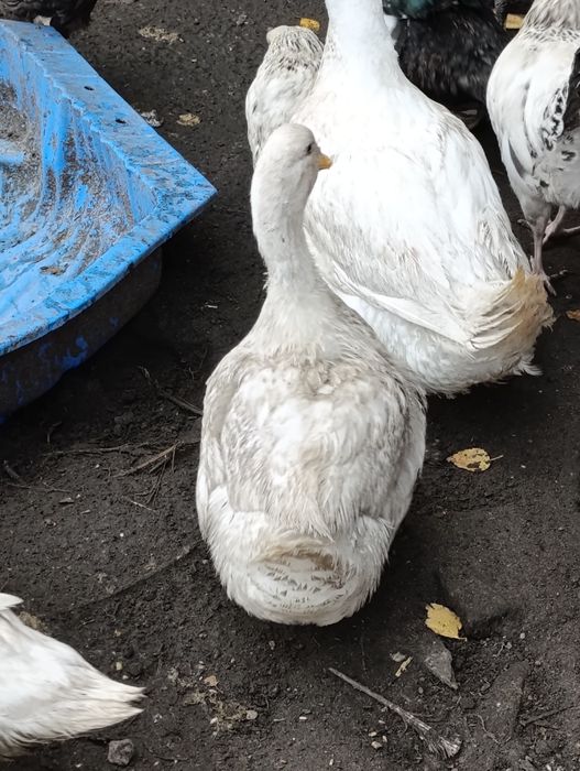 Kaczki 2 sztuki.