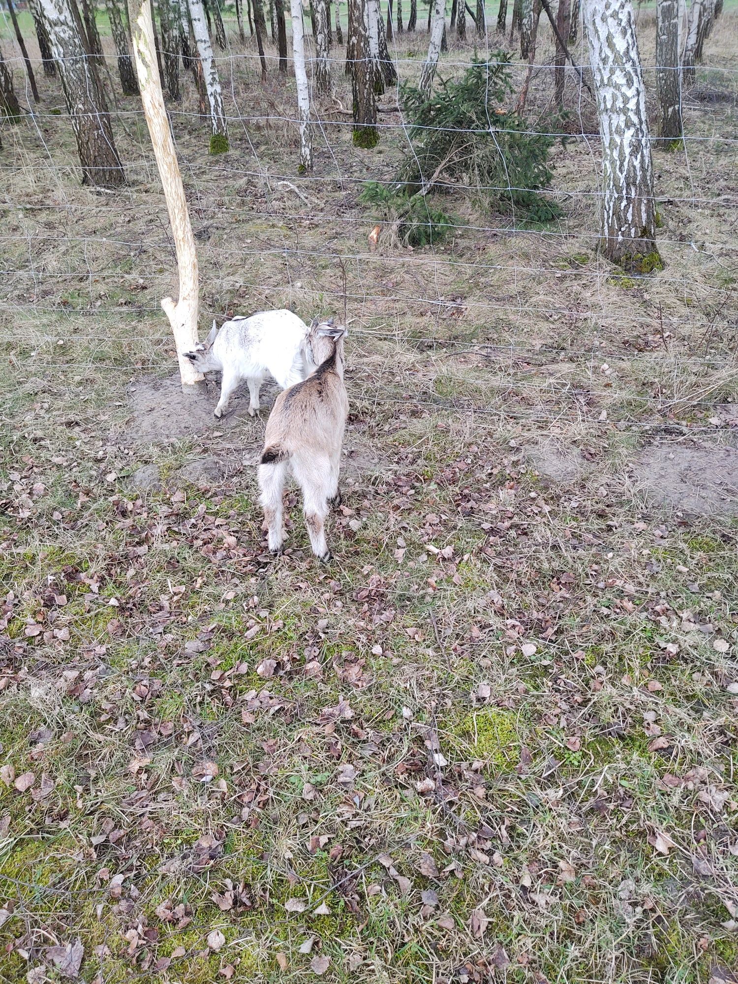 Sprzedam kózkę i koziołka