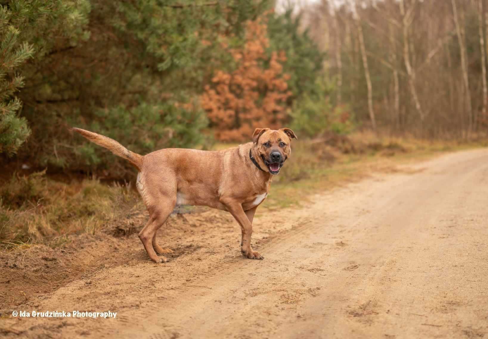 BUDDY Tosa inu mix do adopcji, duży, majestatyczny psiak szuka rodziny