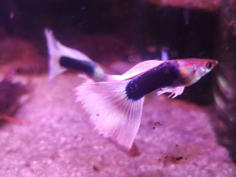 Gupik rasowy HB white narybek