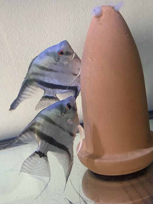 Vendo peixes juvenis de escalares azuis.