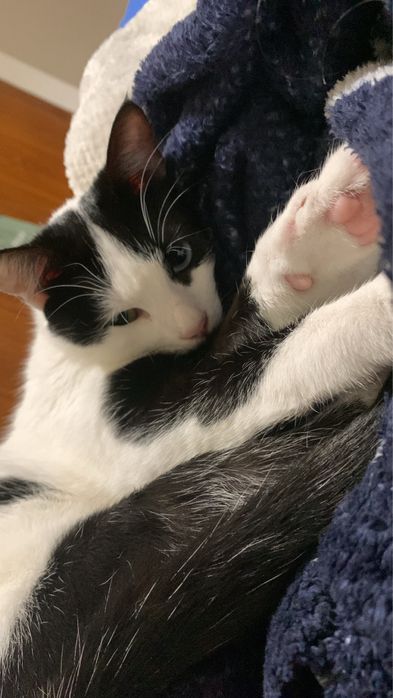 gatinha adulta para adoçao