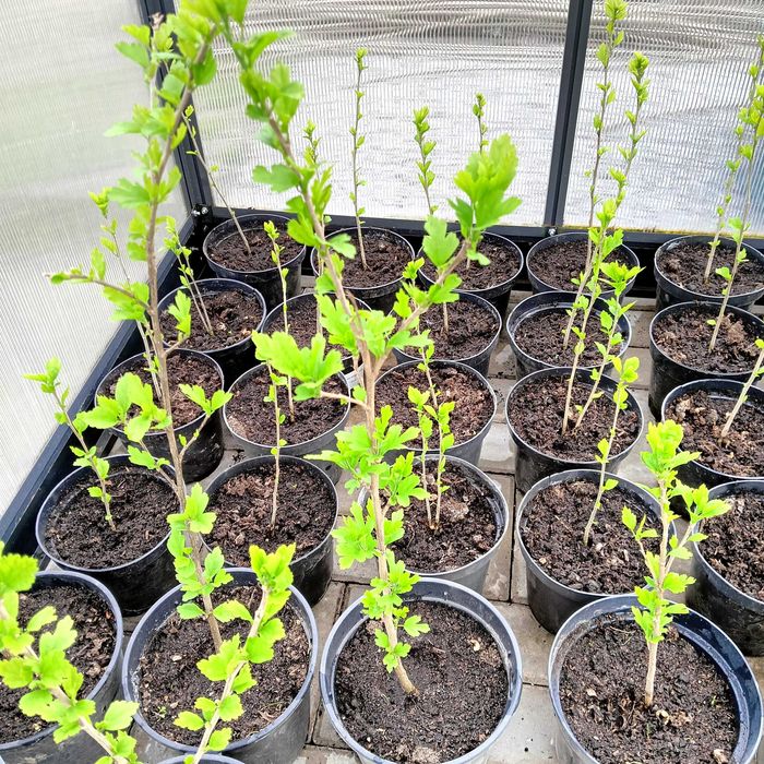 Hibiskus białe kwiaty i fioletowe