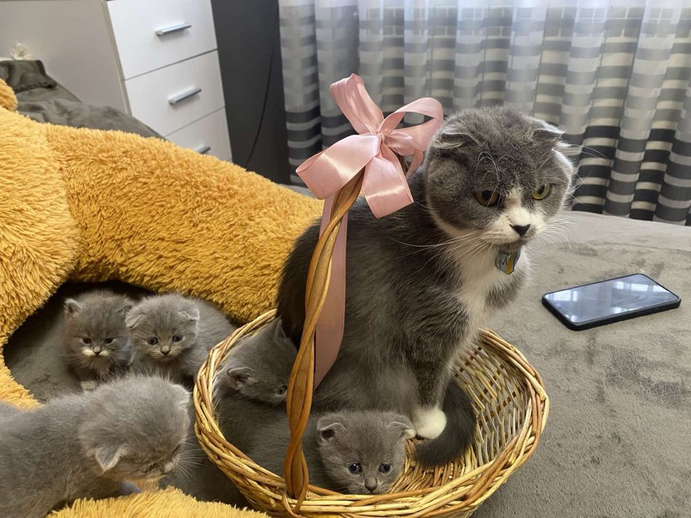 Британці кошенята