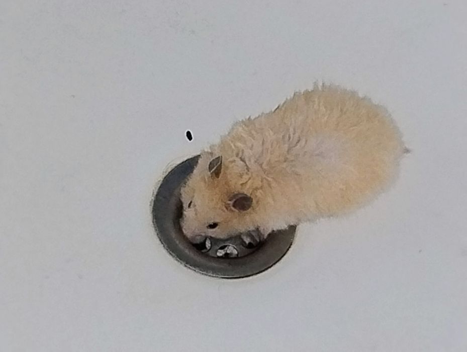 Хом'як Сирійський красиві кольори