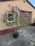 Oleander 230m wysoki