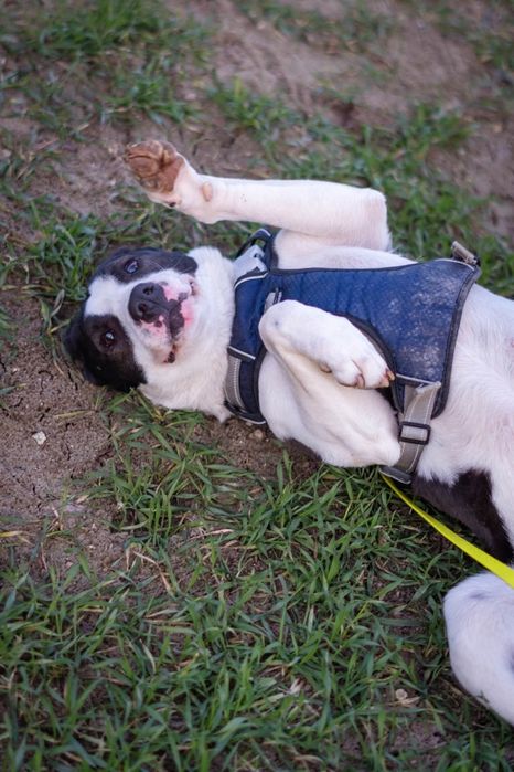 Zara szuka domku Schronisko Nadzieja Napierki