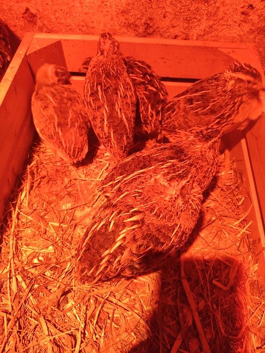 Przepiórki japoński