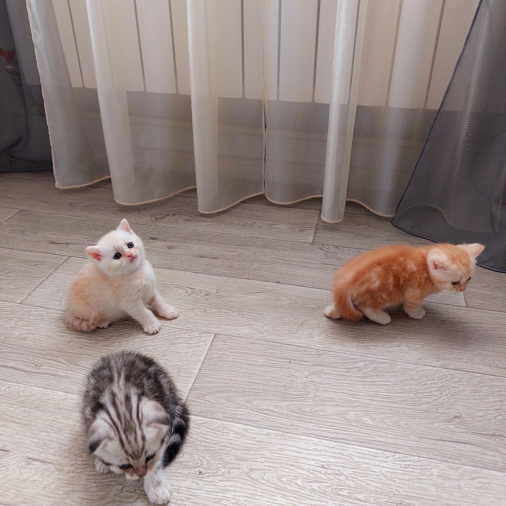 Шотландские котята Скоттиш Фолд.Скоттиш Страйт
