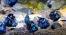 Pielęgnica Papuzia Blue Tiger L. Cetarius