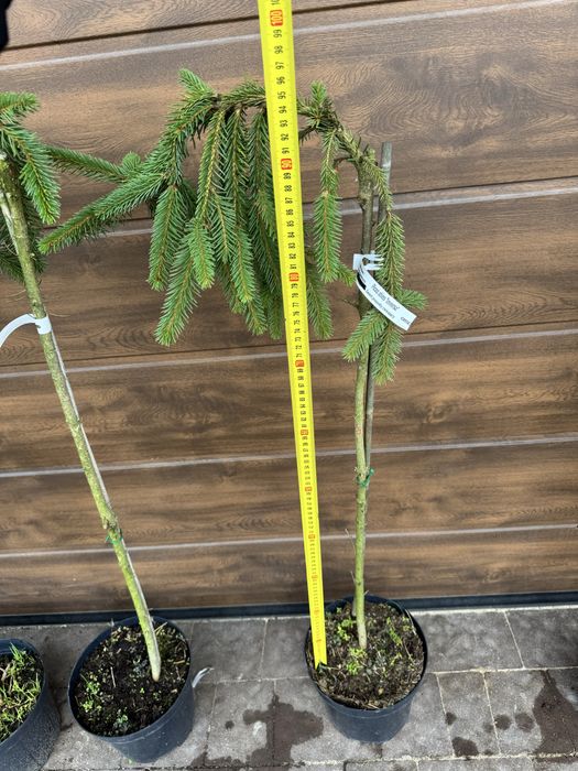 Ялиця Icebreaker (abies), ялина (picea) Glauca Globosa Inversa Tenas