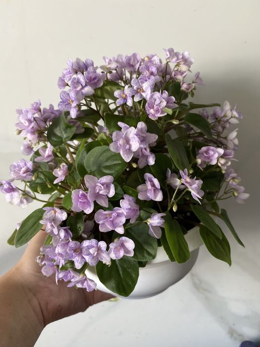 Сортові фіалки